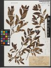 Foto von Salix triandra subsp. triandra L.